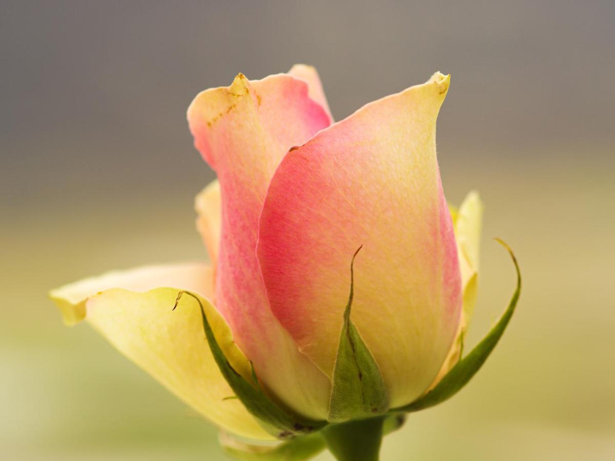 Herberge Zur Rose Brotterode Dış mekan fotoğraf