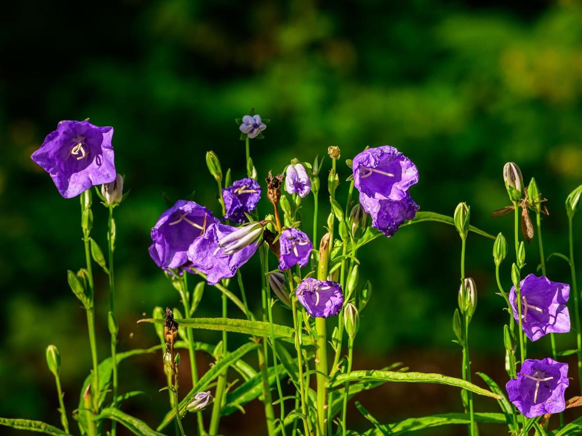 Herberge Zur Rose Brotterode Dış mekan fotoğraf
